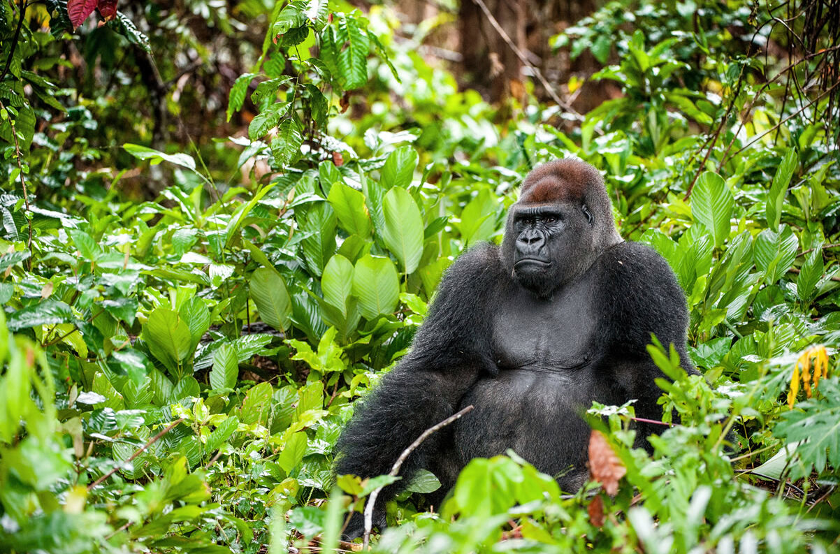 Westlicher Flachlandgorilla in Gabun