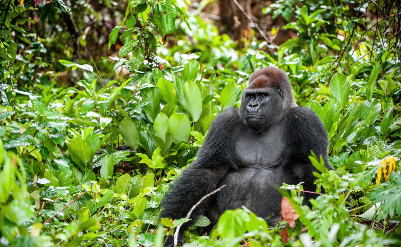 Westlicher Flachlandgorilla in Gabun