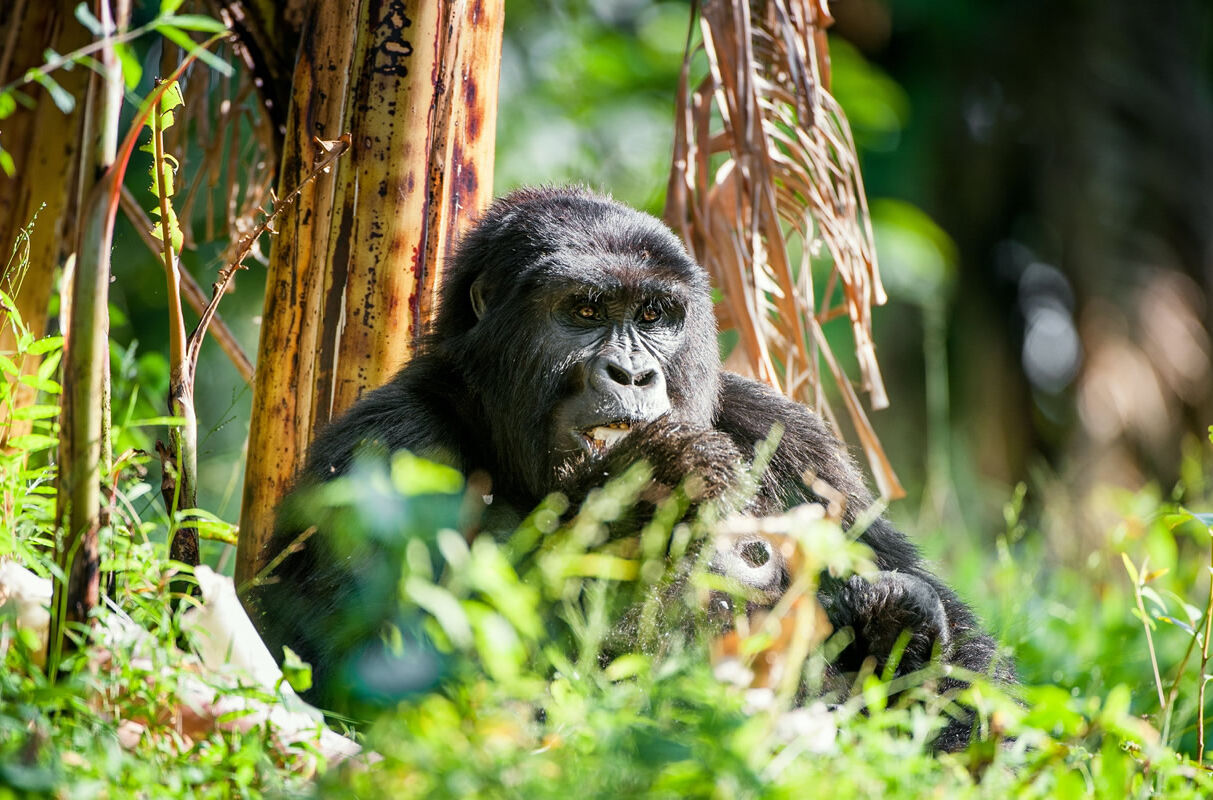 Berggorilla in Ruanda
