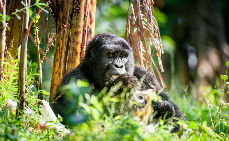 Berggorilla in Ruanda