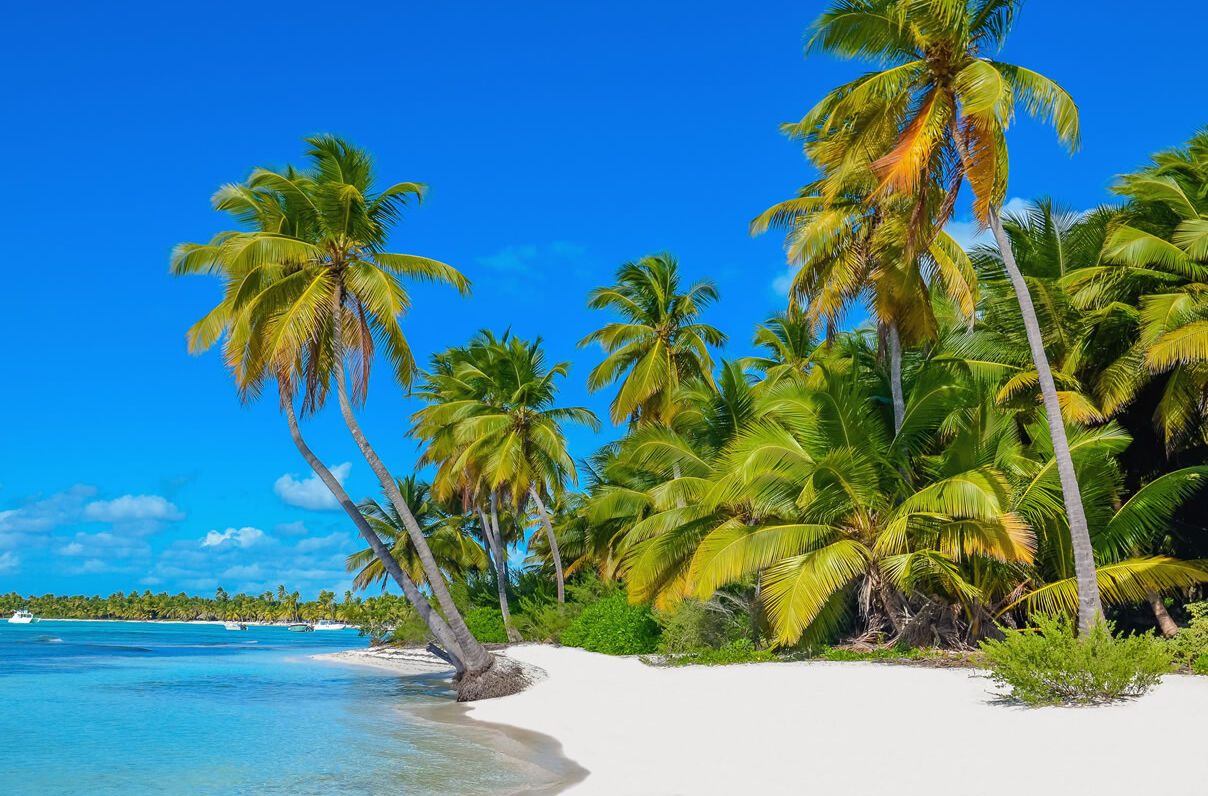 Palmen am Sandstrand auf Dominica