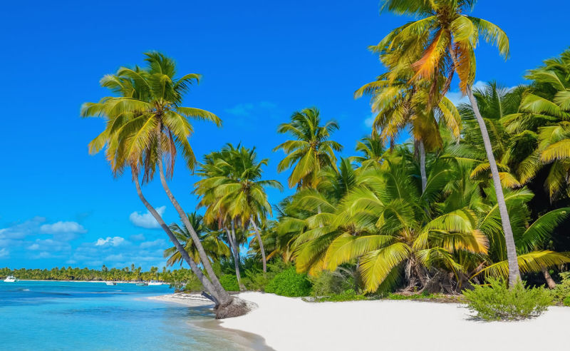 Palmen am Sandstrand auf Dominica