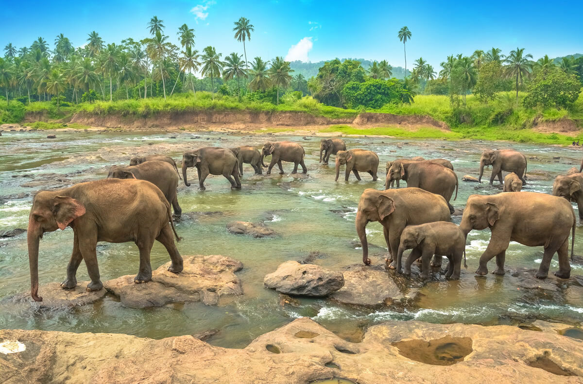 Elefantengruppe im Wasser in Sri Lanka