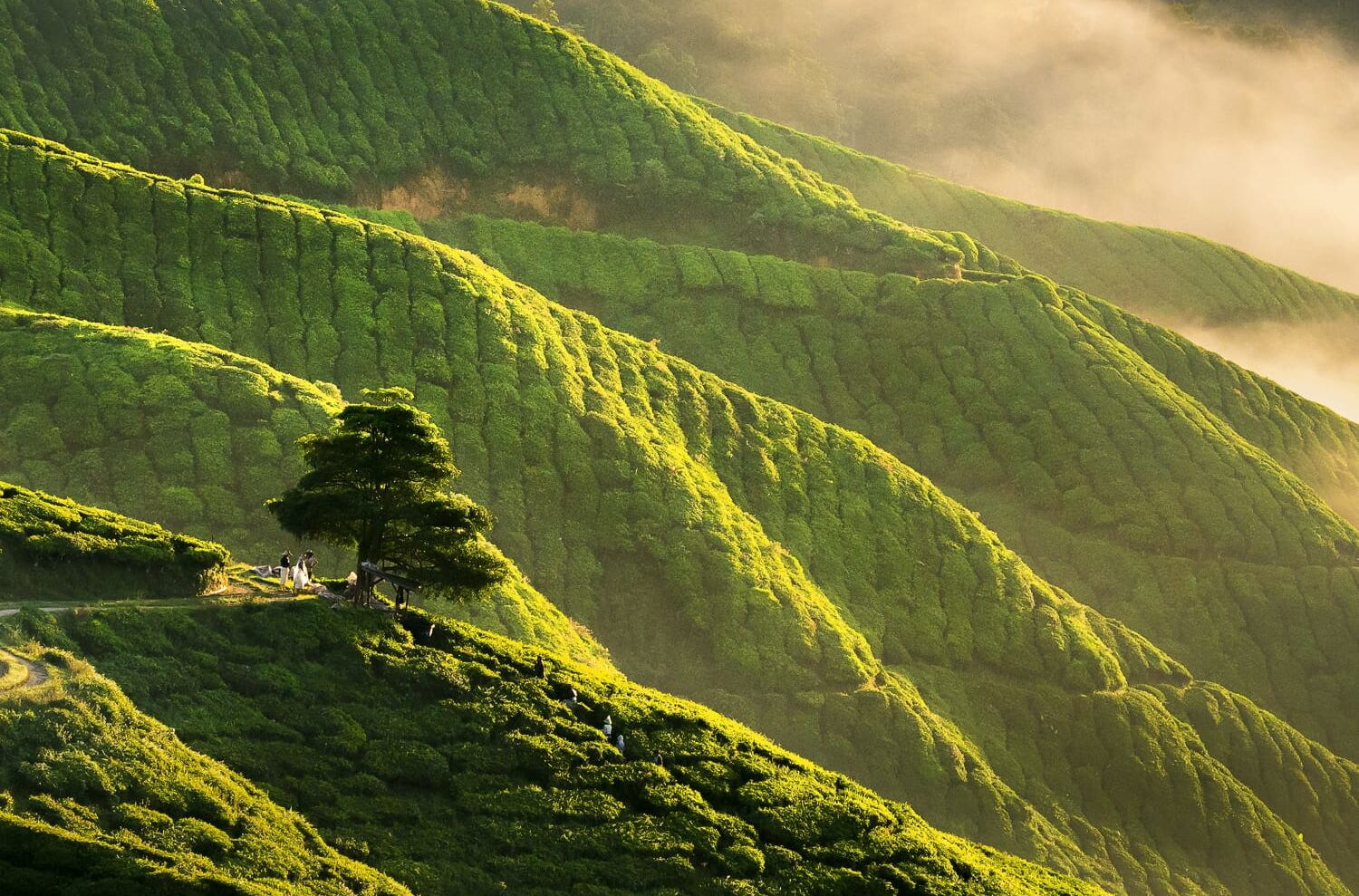 Teeplantage in Cameron Highlands in Malaysia