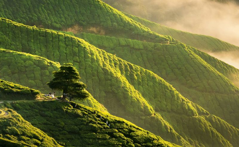 Teeplantage in Cameron Highlands in Malaysia