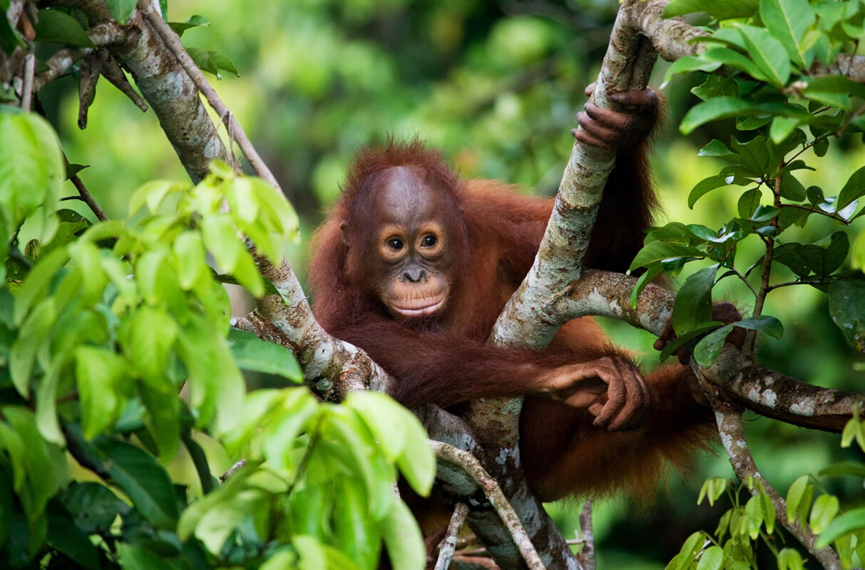 Baby-Orang-Utan in freier Wildbahn auf der Insel Kalimantan (Borneo)