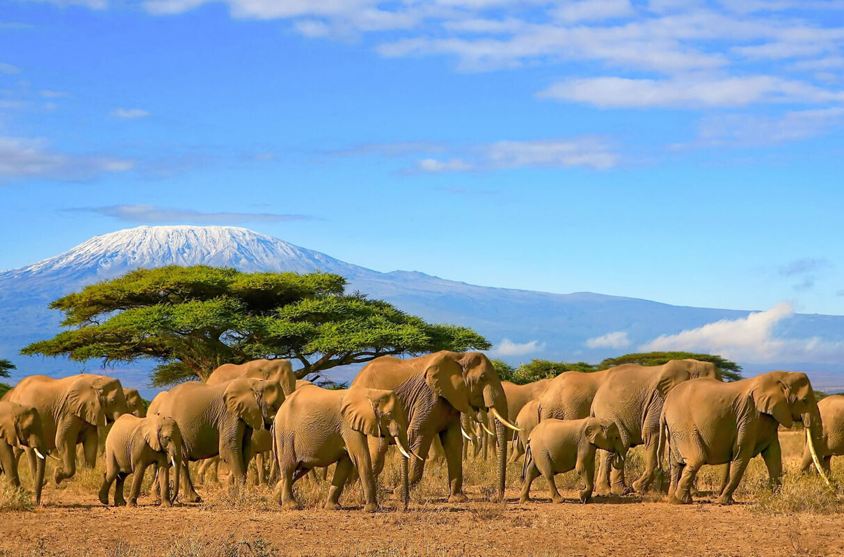 Elefantenherde vor mit Schnee bedecktem Kilimanjaro in Tansania