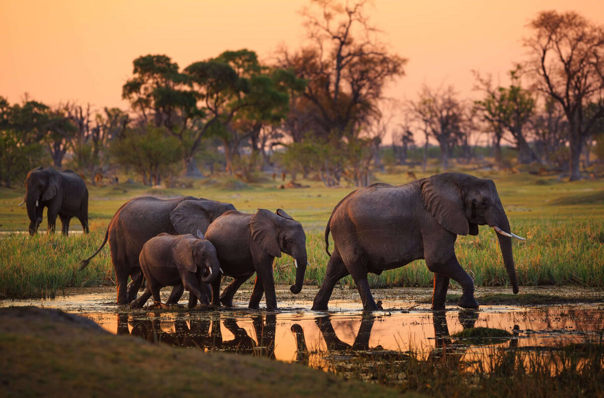 Elefanten im Moremi Nationalpark in Botswana