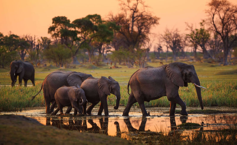 Elefanten im Moremi Nationalpark in Botswana