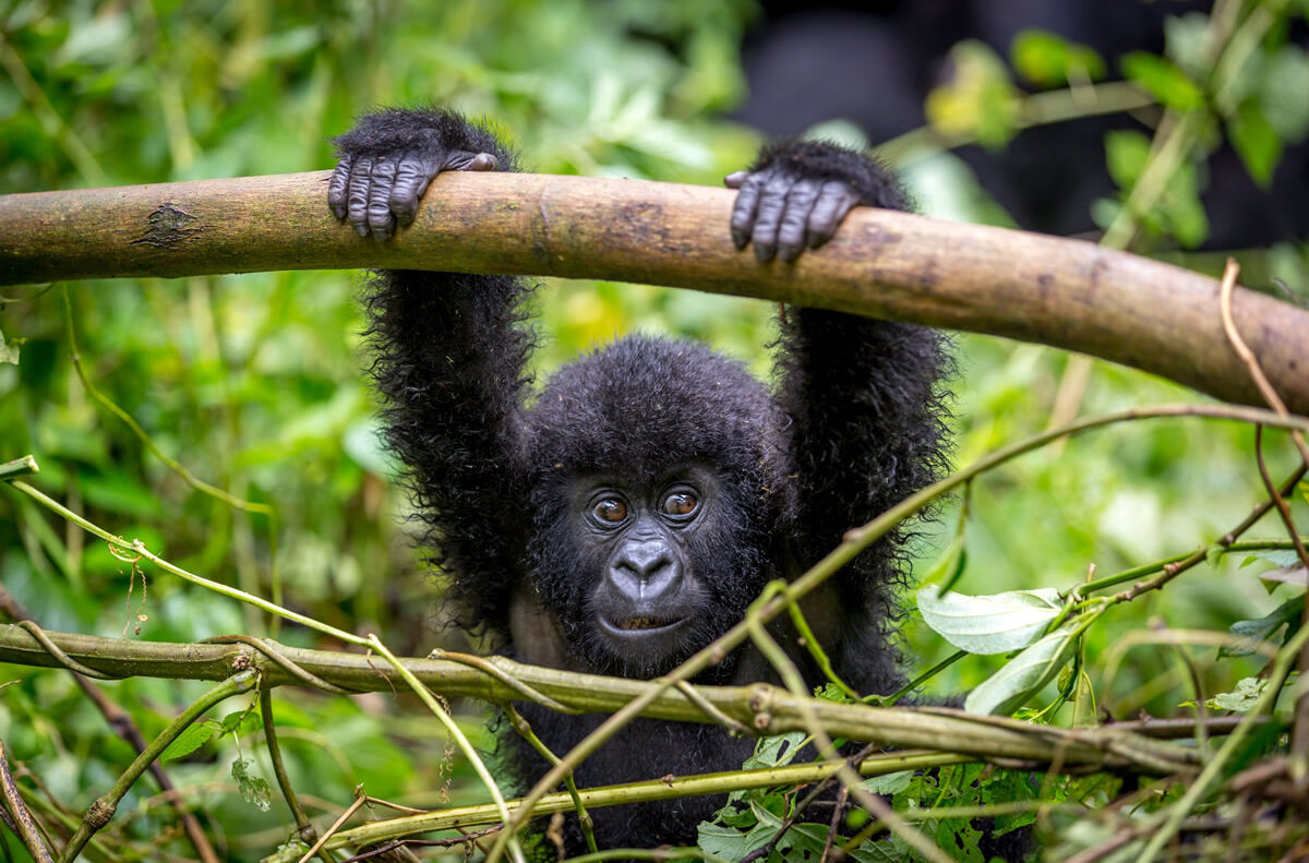 Gorilla im Nationalpark in Ruanda