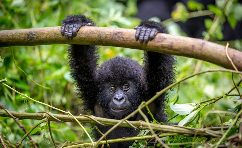 Beste Reisezeit und Klima für Uganda