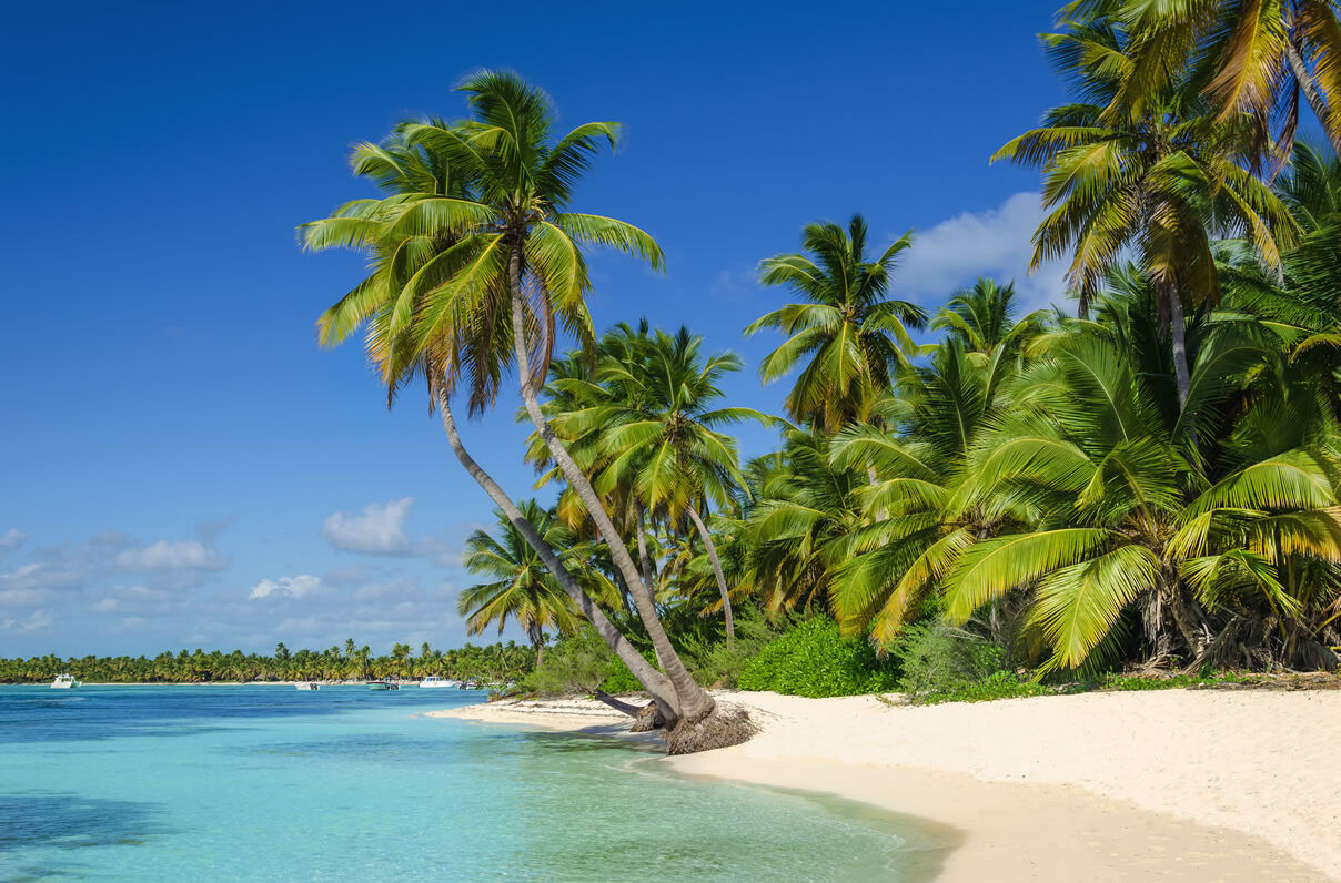 Palmen am Strand von Aruba