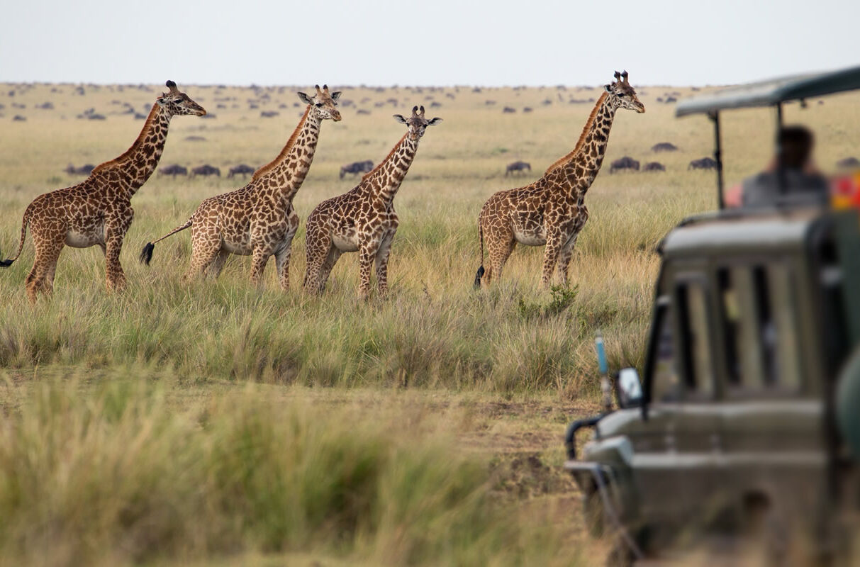 Giraffenherde in der Savanne in Kenia