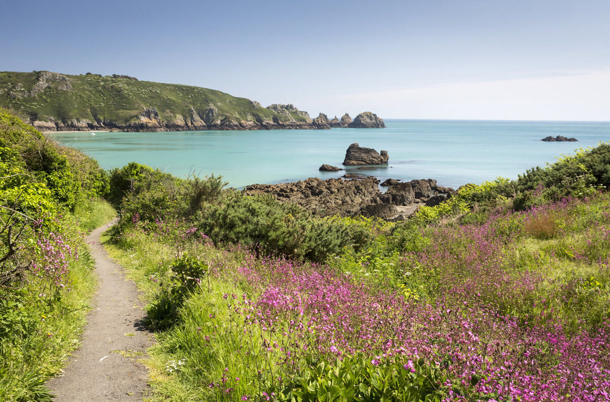 Wildblumen an der Küste von Guernsey