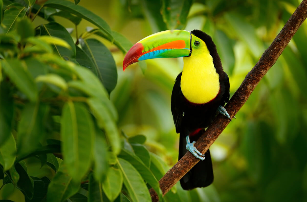 Fischertukan im Wald von Boca Tapada in Costa Rica