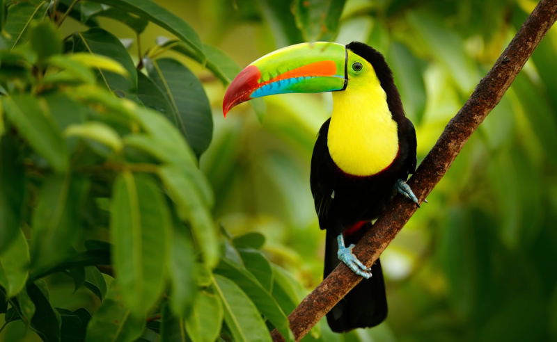 Fischertukan im Wald von Boca Tapada in Costa Rica