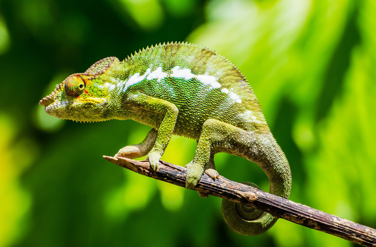 Grünes Chamäleon im Dschungel auf Madagaskar