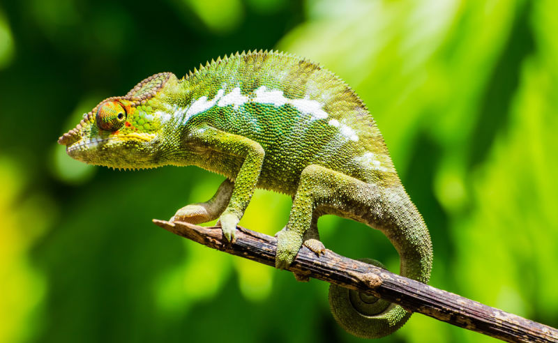 Grünes Chamäleon im Dschungel auf Madagaskar