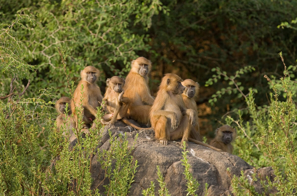 Gruppe Paviane in Guinea