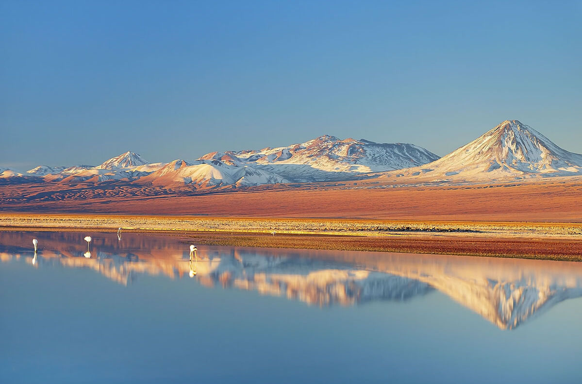 Wilde Flamingos in Chile