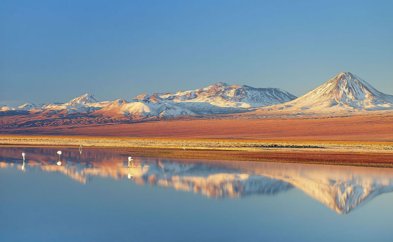 Wilde Flamingos in Chile