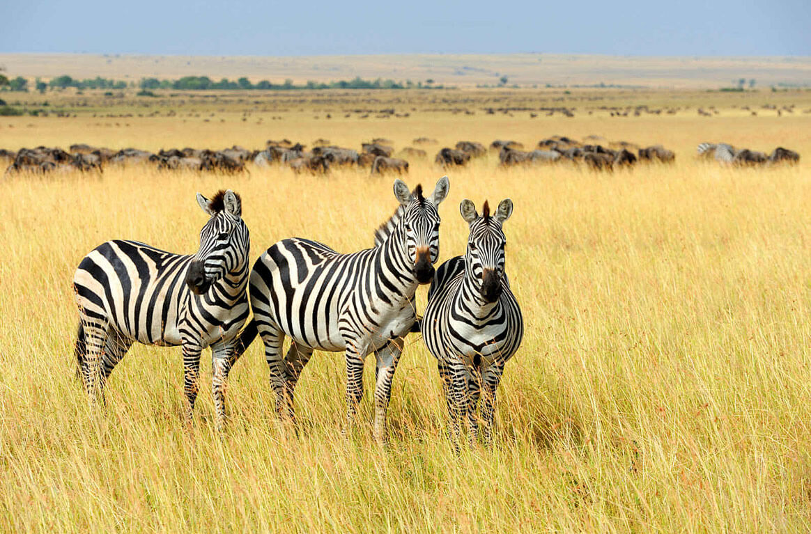 Zebras im Gras